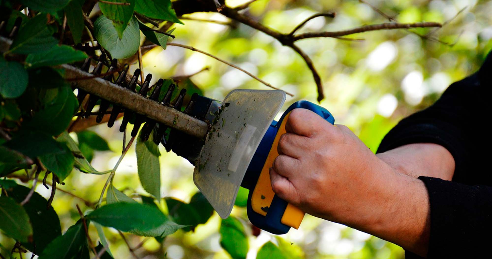 Hedge Trimming